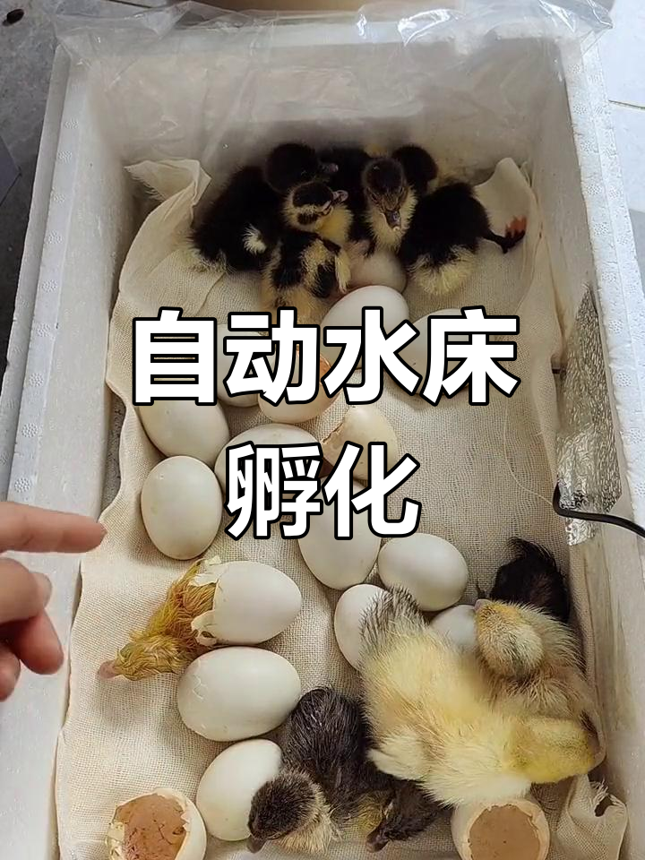 水床孵化器自动控温,种蛋放上翻动即可孵出小鸡!