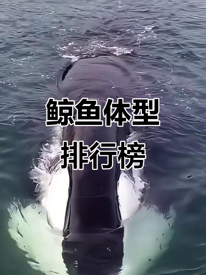 鲸鱼体型大揭秘：从虎鲸到小狮鲸，谁才是最大？