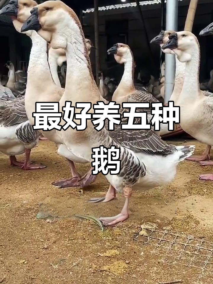 五种最易养的鹅，快速了解它们的优势