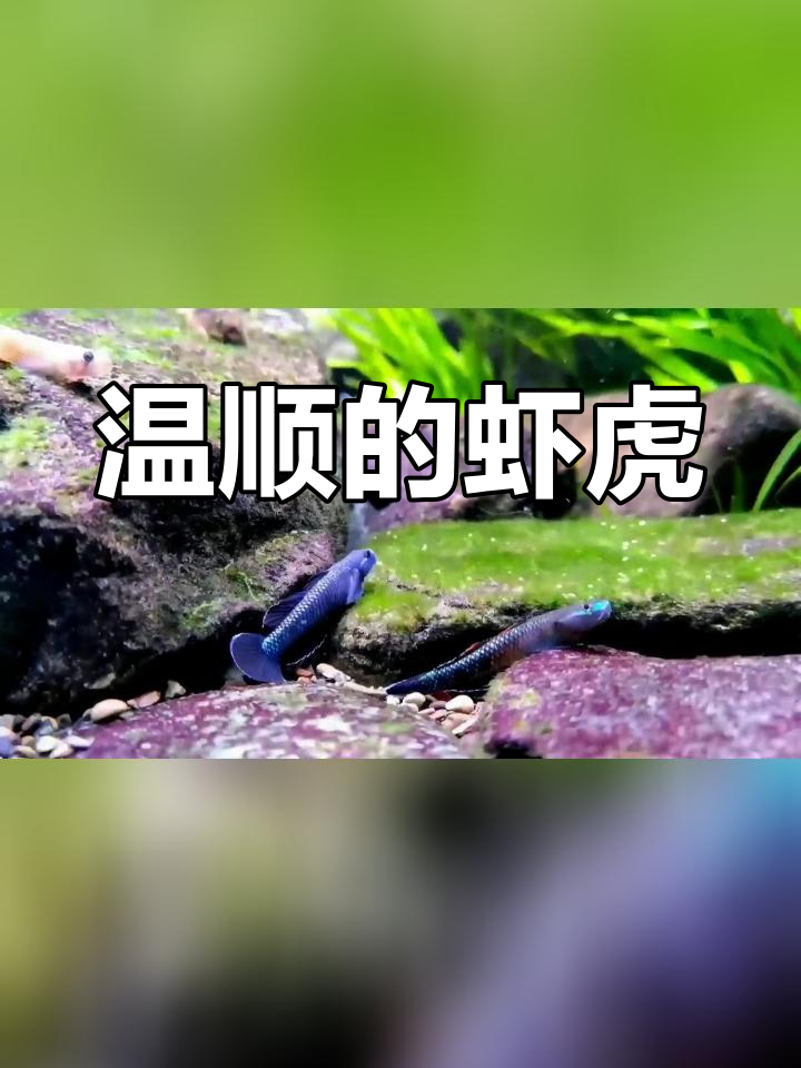 紫身枝桠虾虎鱼:繁殖期内的战斗