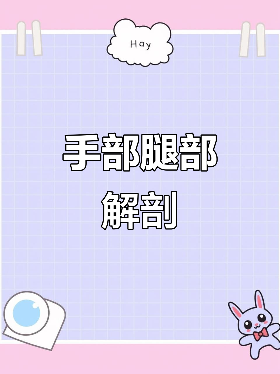 人体结构揭秘：从手到腿的骨骼与肌肉解析