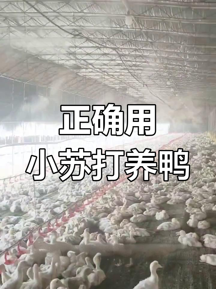 小苏打使用误区,避免鸭子肝脏发黑