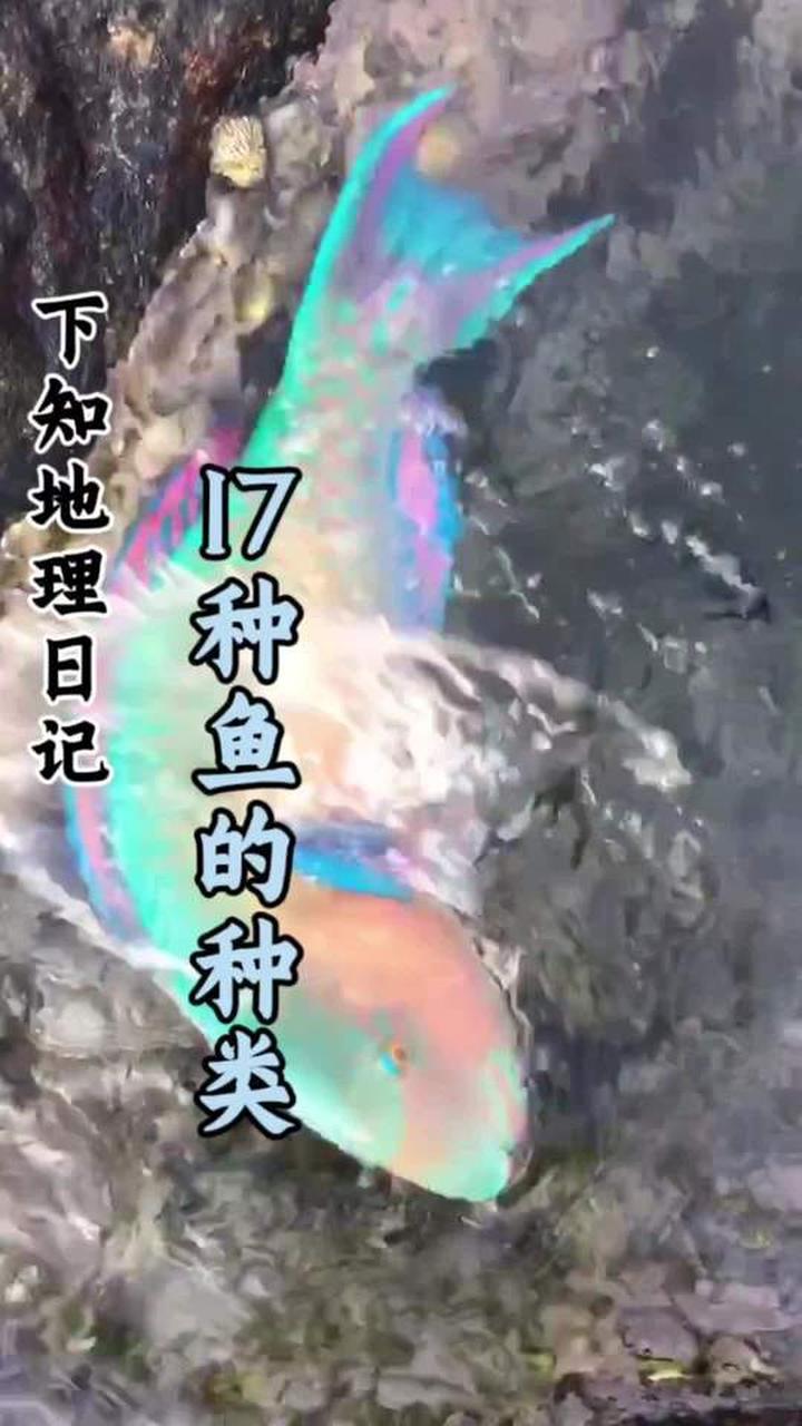 科普分享一些鱼的种类，你看你认识几种！