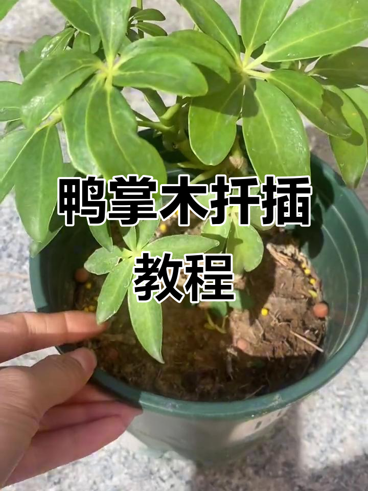 鸭掌木扦插技巧：简单步骤让它快速生根成活