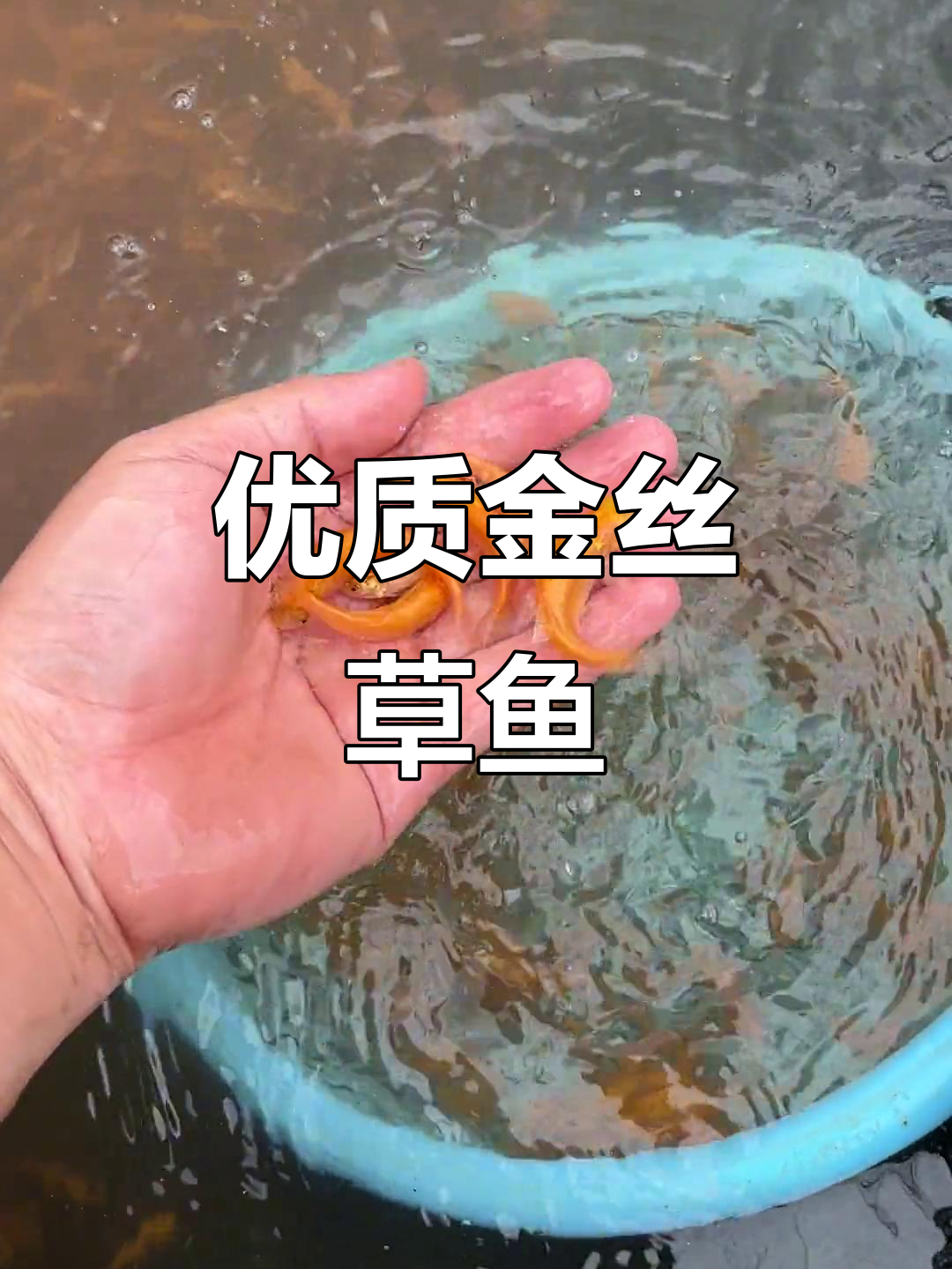 金丝草鱼:四到六厘米的观赏与食用两不误