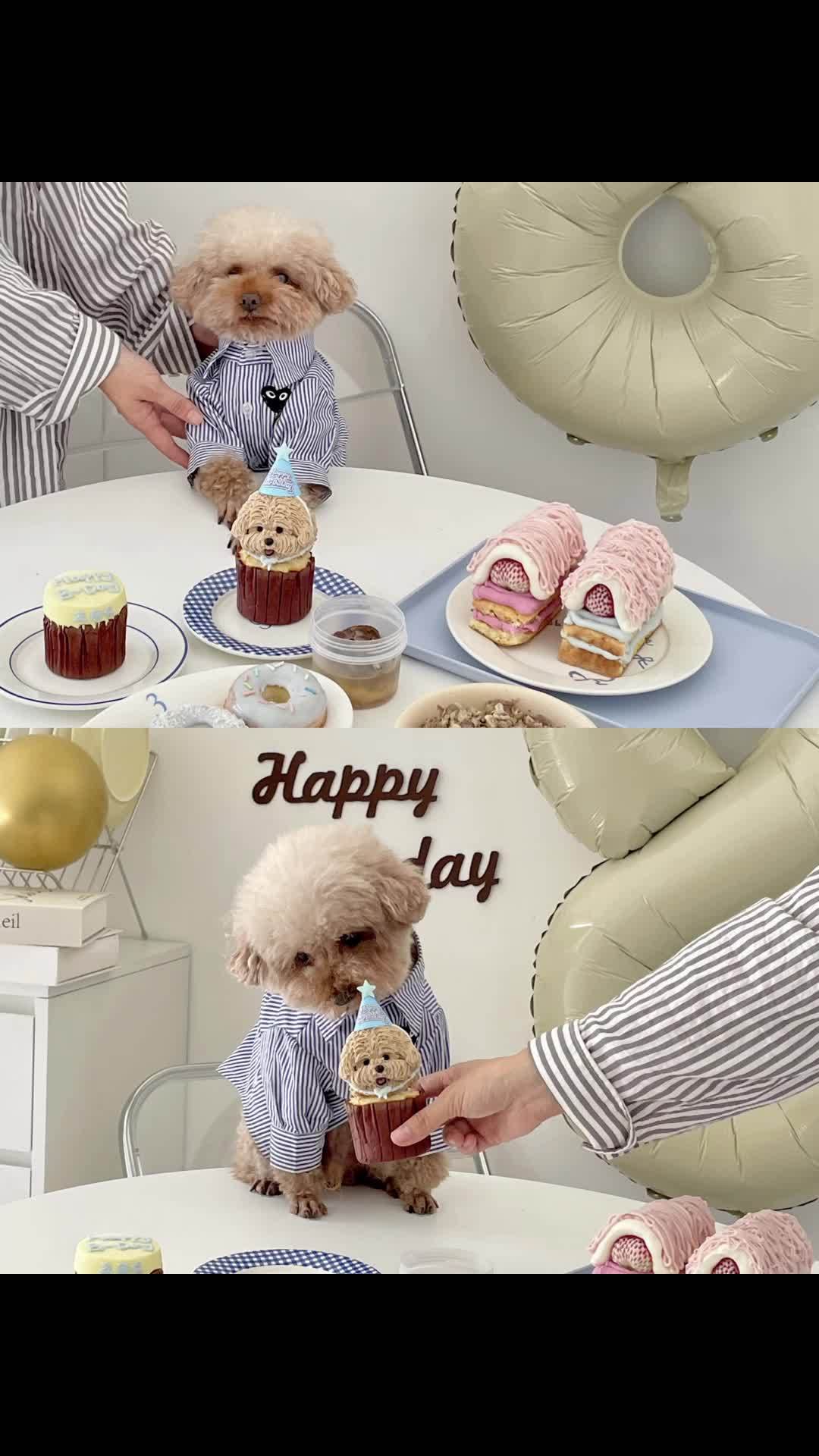 小狗生日快乐丨是8岁额小老头啦～狗吃的比我好系列 治愈系美食 宠物烘焙 狗狗蛋糕 韩国宠物