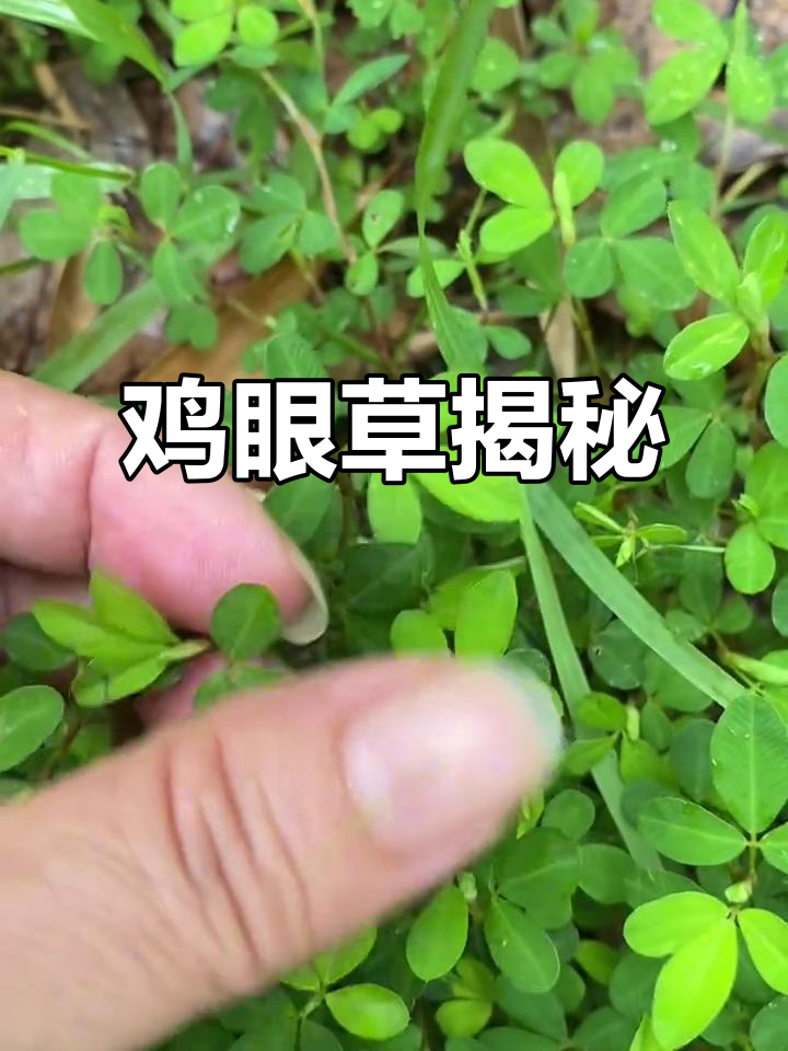 鸡眼草:一种常见却容易被忽视的野草,叶片像“小眼睛”