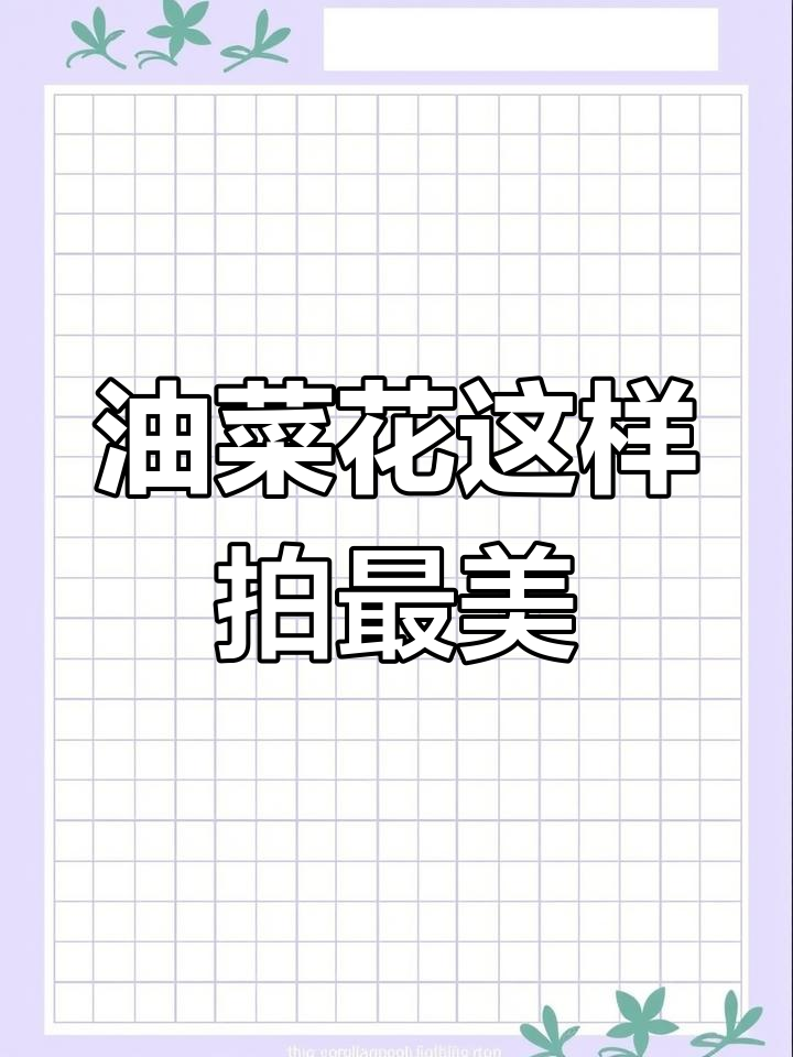 油菜花拍照技巧大揭秘,慢动作超广角拍摄更美