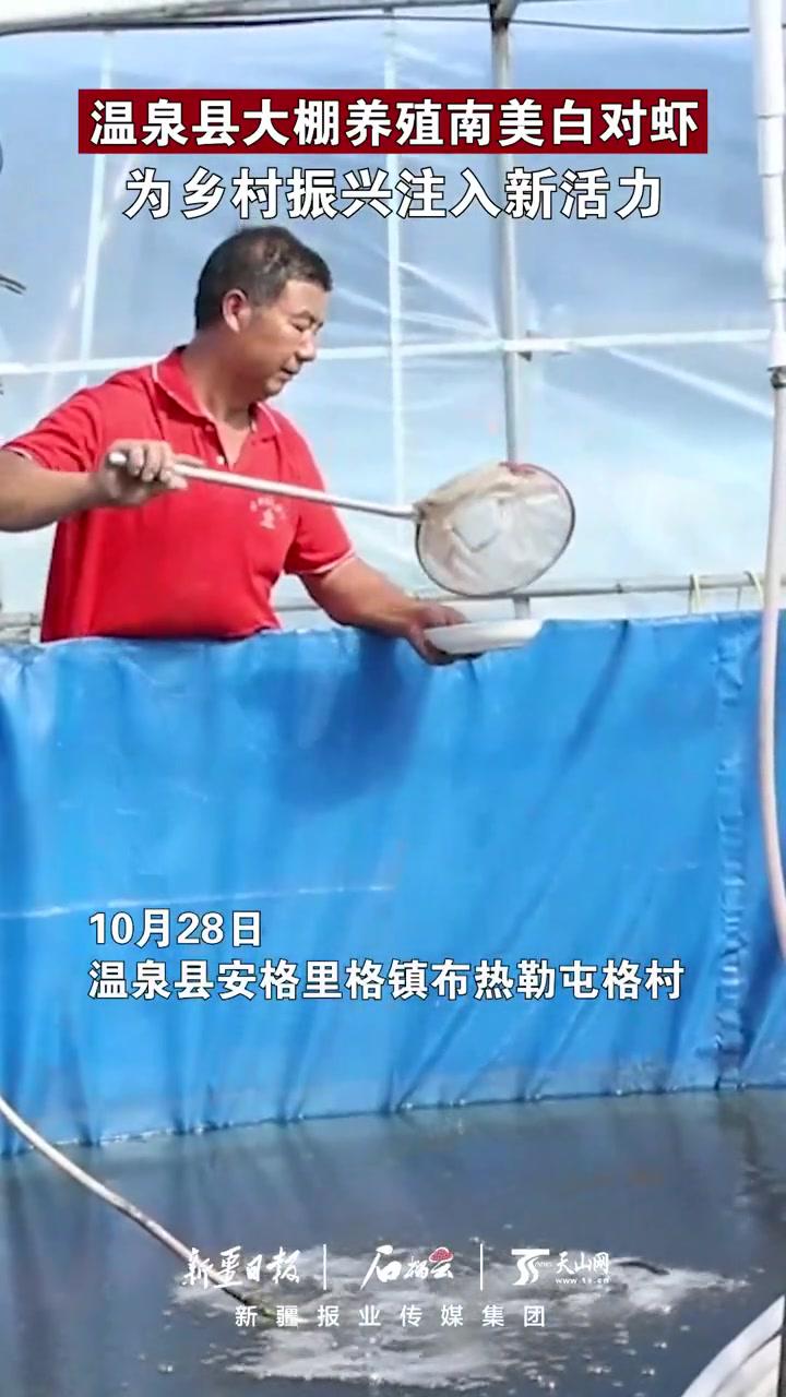 温泉县大棚养殖 南美白对虾为 乡村振兴注入新活力 新鲜
