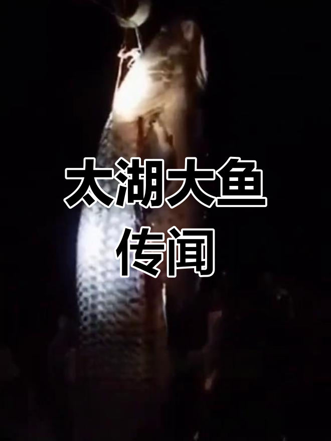 太湖现530斤巨青,传闻是否属实?