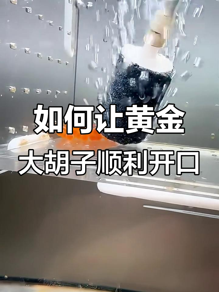黄金大胡子开口时机与食物选择技巧