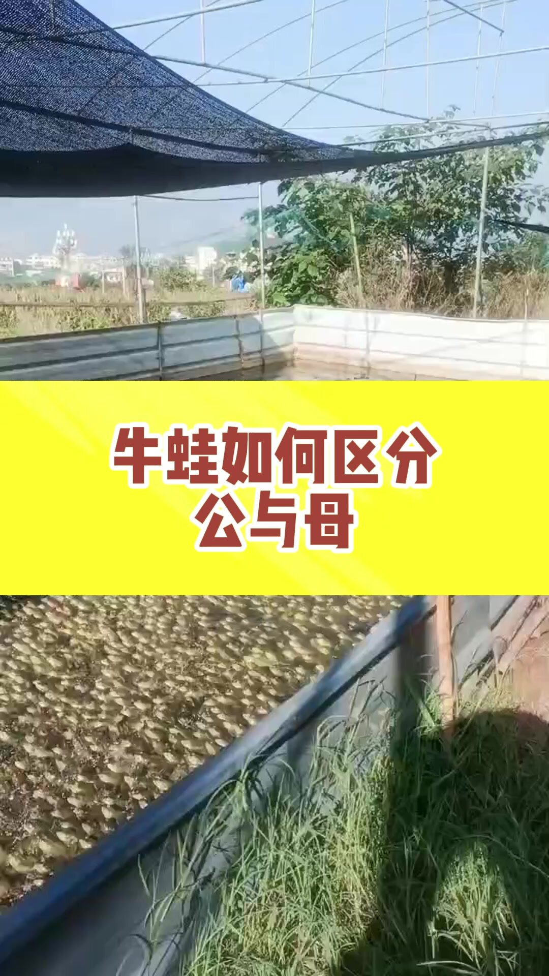 牛蛙如何区分公与母?告诉大家小妙招!