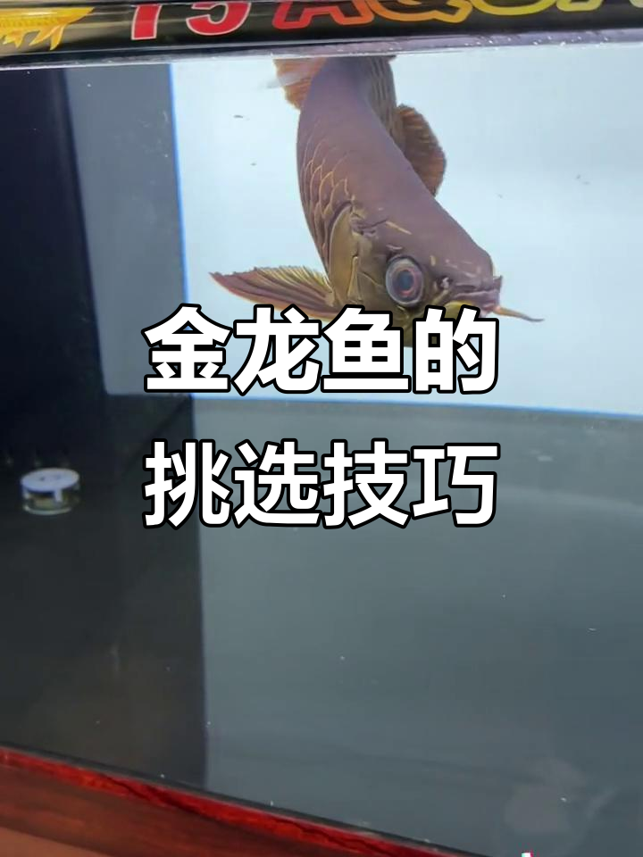 蓝魔神金龙鱼揭秘:鳞片亮丽却有瑕疵,选对才是关键