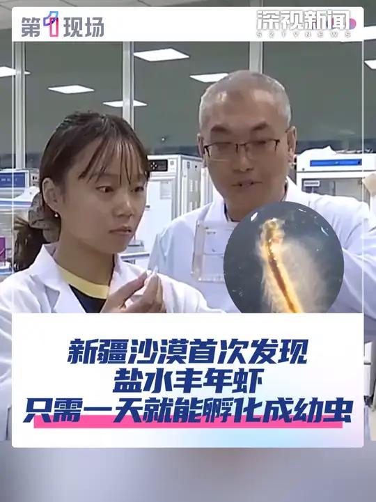 近日,塔里木大学科研团队首次在塔克拉玛干沙漠边缘,发现了嗜盐甲壳动物“盐水丰年虾”,它们的