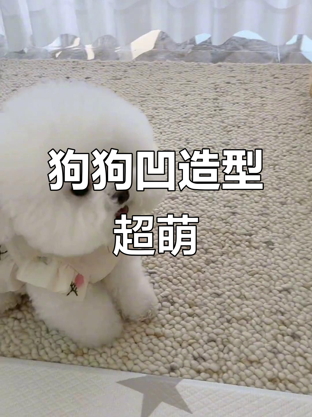 米粒狗狗太臭美,摆姿势比人还好看!