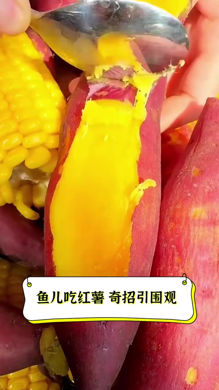 鱼儿吃红薯,奇招引围观
