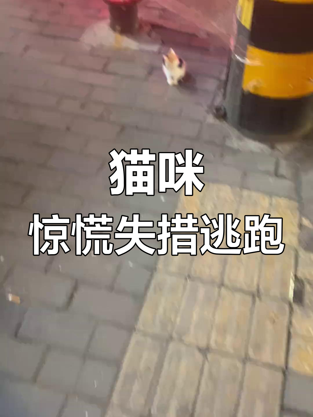 暹罗猫斗鸡眼真相大揭秘,原来它们都是这个样子!