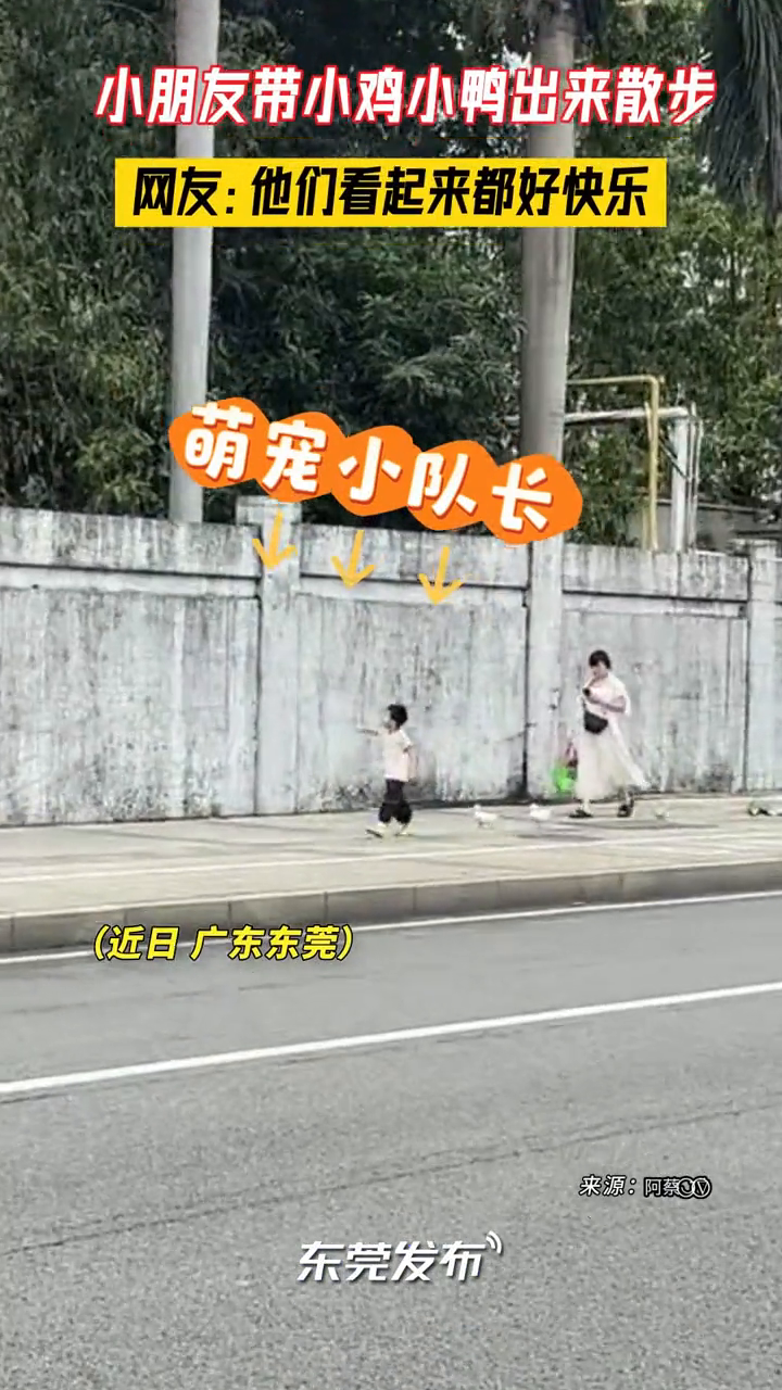 网友拍到一小朋友带小鸡小鸭出来散步,网友:他们看起来都好快乐