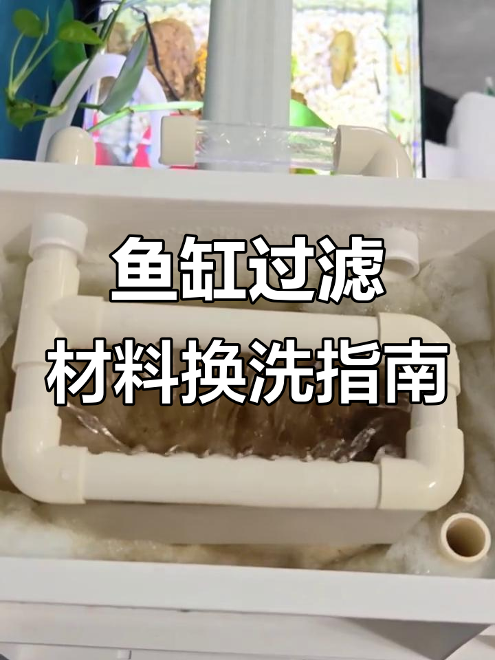 鱼缸滤棉和滤材多久更换一次?清洗技巧大公开