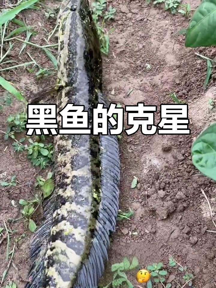 黑鱼遇上酸菜,日月首次挑战超大猎物,精彩纷呈!