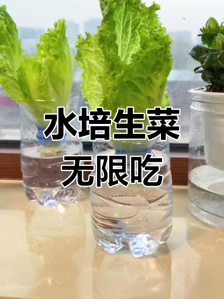 生菜根放水里,轻松长出新叶子,家里吃不完!
