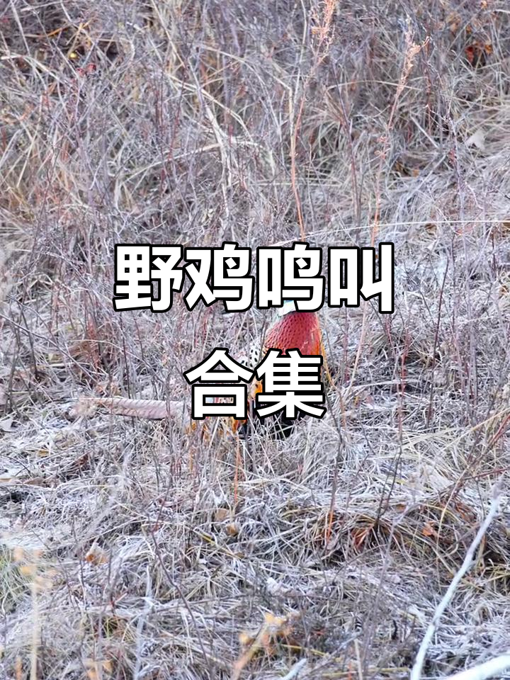 野鸡叫声大集合，听！