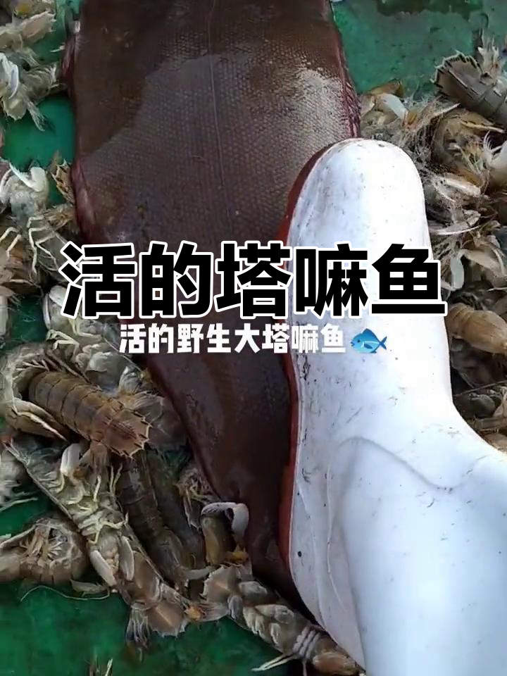 野生塔嘛鱼现身