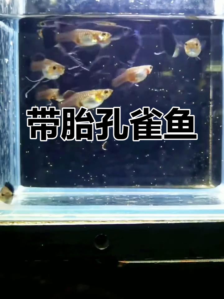 孔雀鱼母带胎,木炭黑大缸