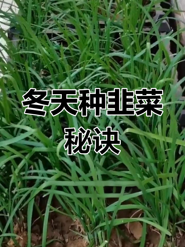 冬季韭菜种植技巧,保持鲜嫩高产
