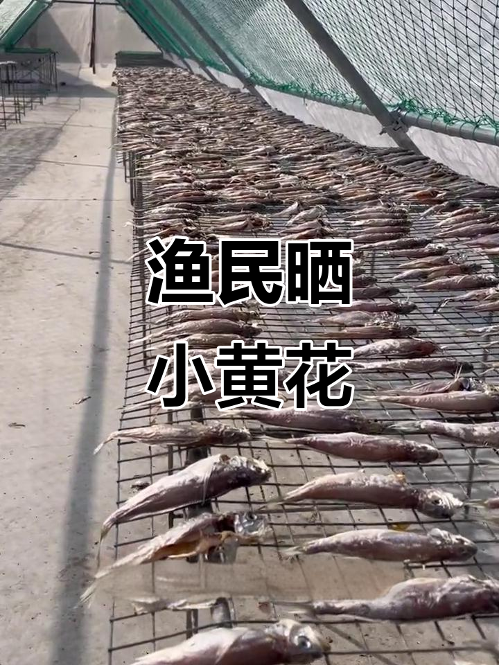 渔民晒鱼干,秋日暖阳下的黄花鱼美味