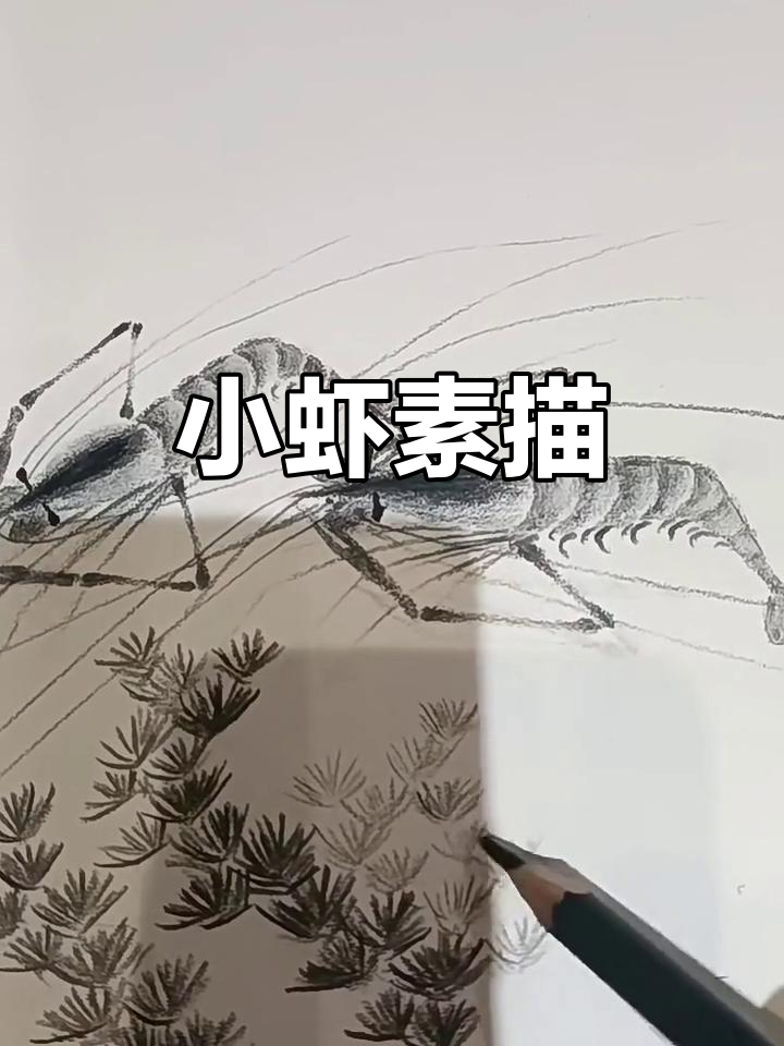 素描小虾,细节满满