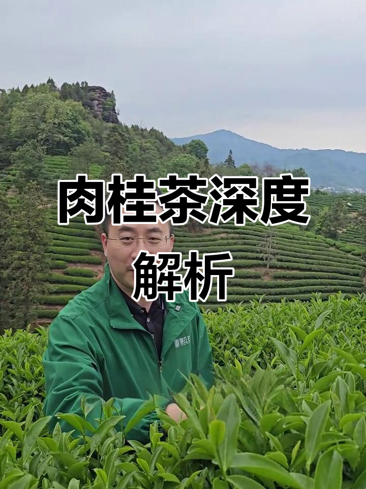 揭秘武夷肉桂,从叶子到价格,带你深入了解这款茶的奥秘