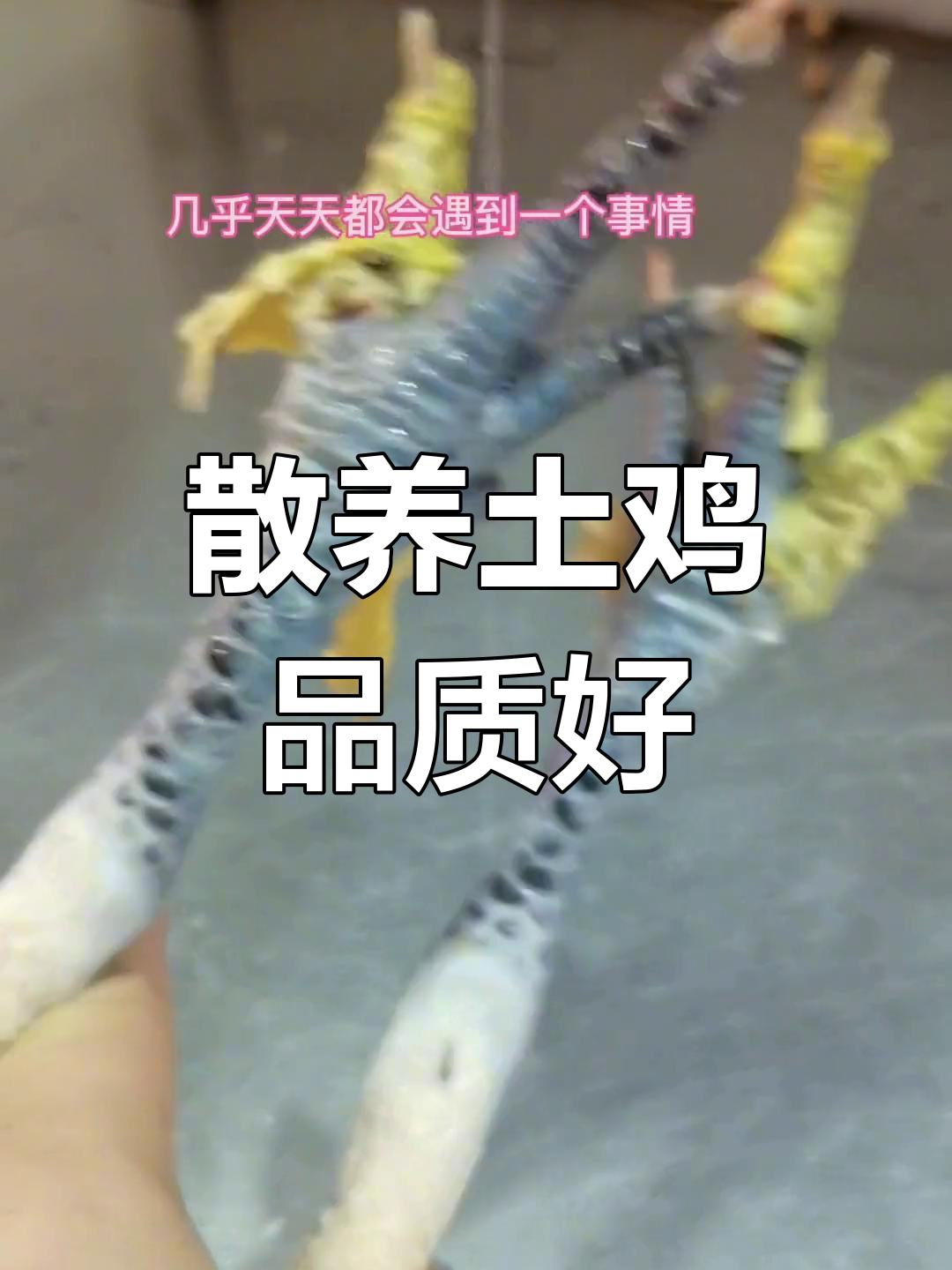 母鸡为何不长拐?