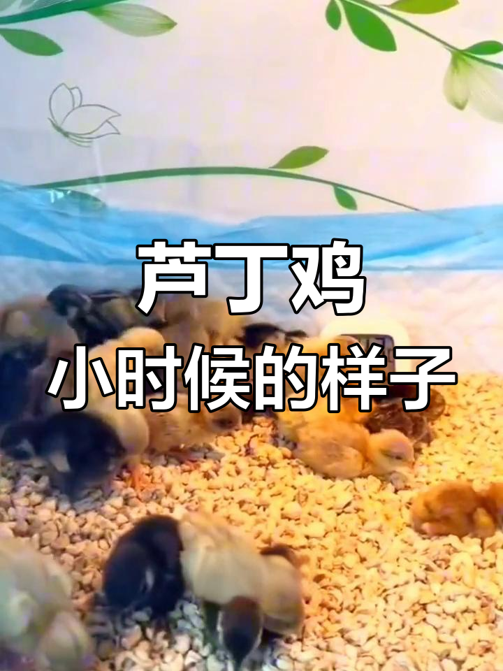 芦丁鸡不同品种的幼时形态对比