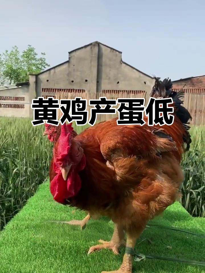 九丌黄鸡产蛋少，不如白来航和黑母鸡