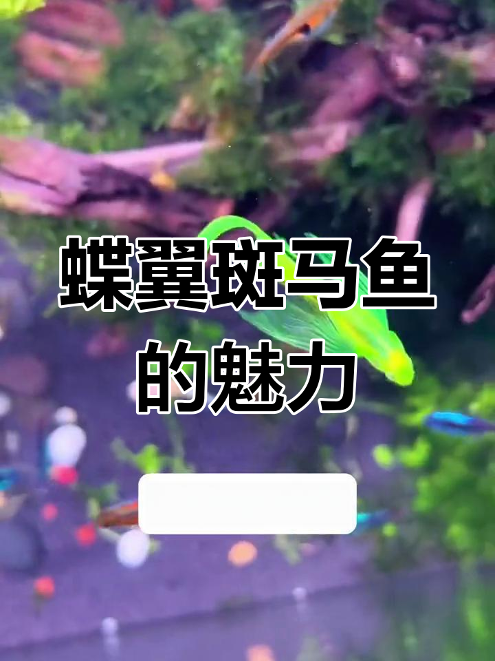 蝶翼斑马鱼:美丽如绿宝石,游动似凤凰,观赏性极强