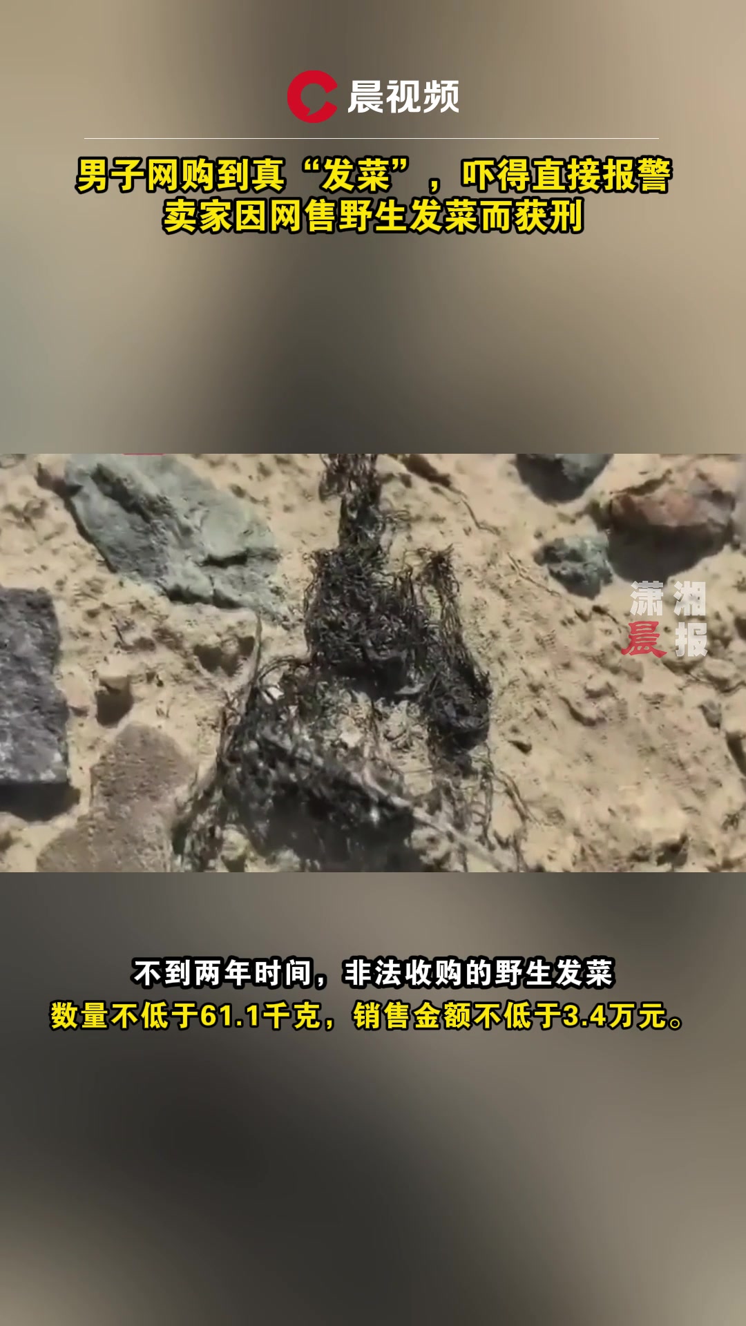 男子网购到真“发菜”,吓得直接报警,卖家因网售野生发菜而获刑