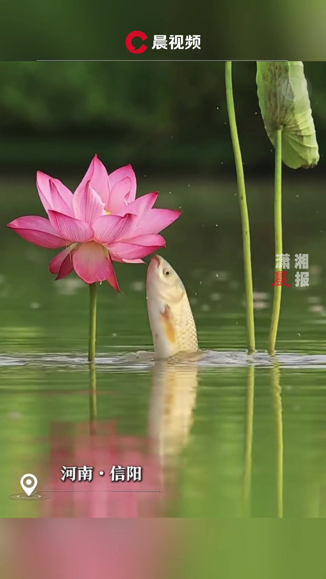 “莲莲有鱼”!摄影师拍下鱼吃荷花趣景