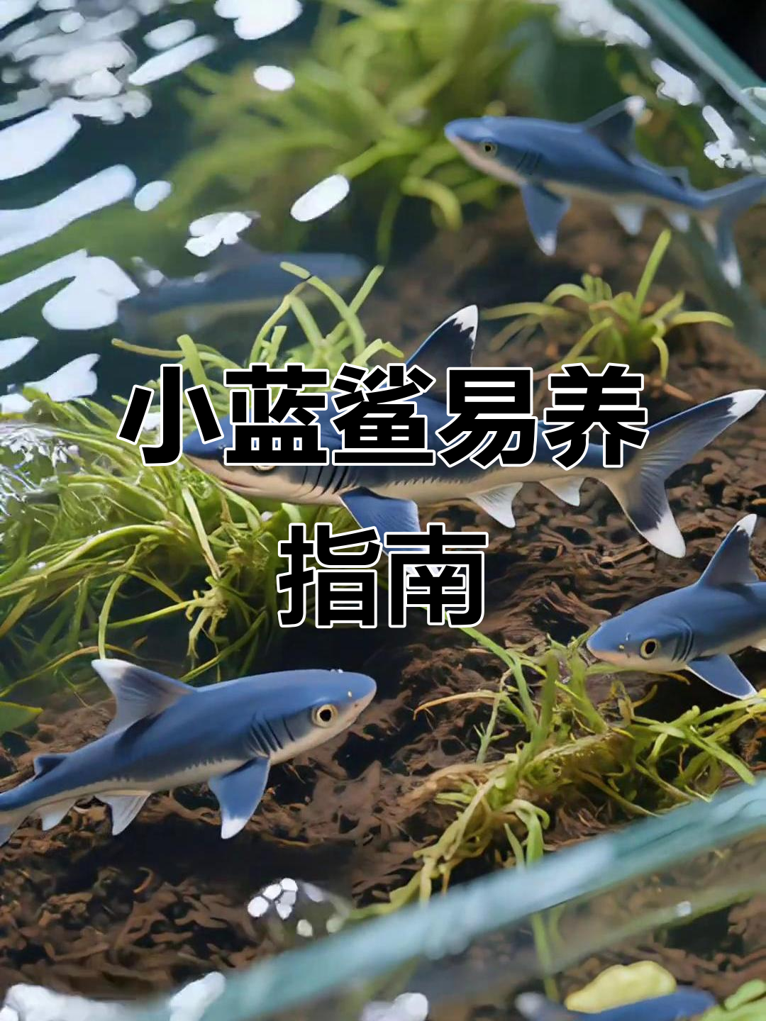 淡水小蓝鲨，优雅又实用，水温20°C轻松养