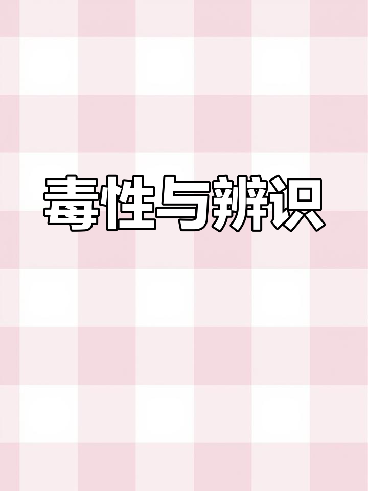 走马芹与水芹菜外观相似,但毒性强烈需谨慎辨别