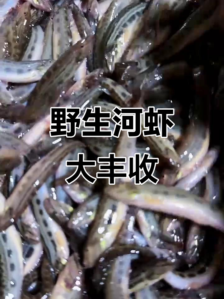 纯野生溪虾与扁担钩子鱼,满满一网全是美味!