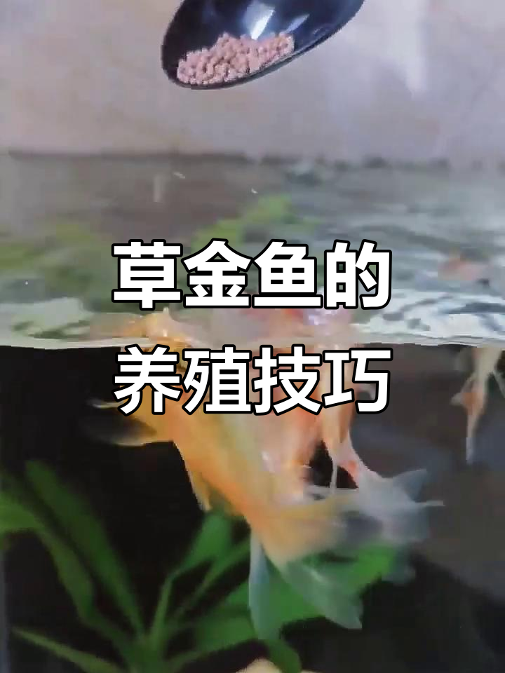 如何正确饲养草金鱼,避免死亡?