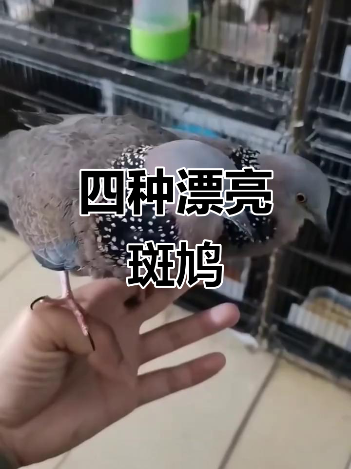 朱颈斑鸠、山斑鸠等四种美丽斑鸠介绍