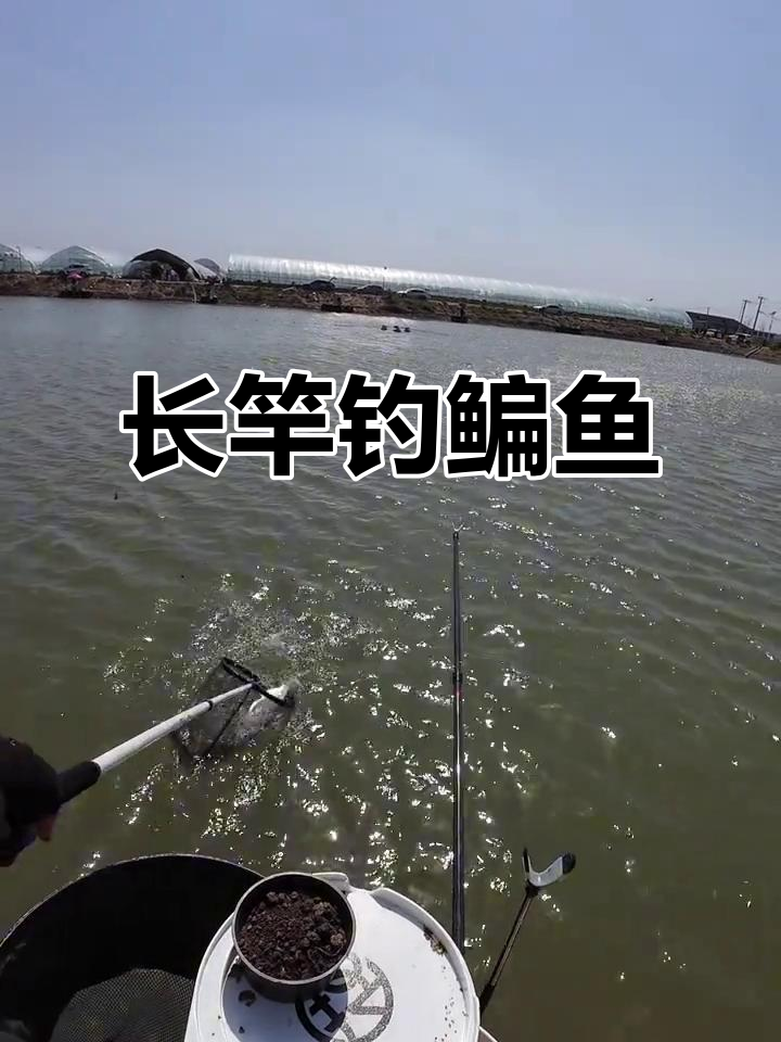 八米长竿钓鳊鱼,短杆钓鲫鱼更过瘾!