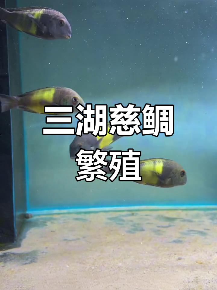 蝴蝶鱼繁殖全过程揭秘