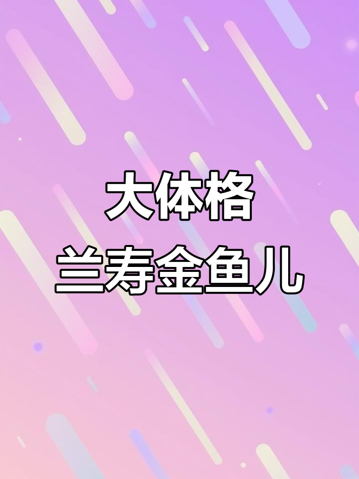 兰寿金鱼大揭秘,奶牛体型超震撼!