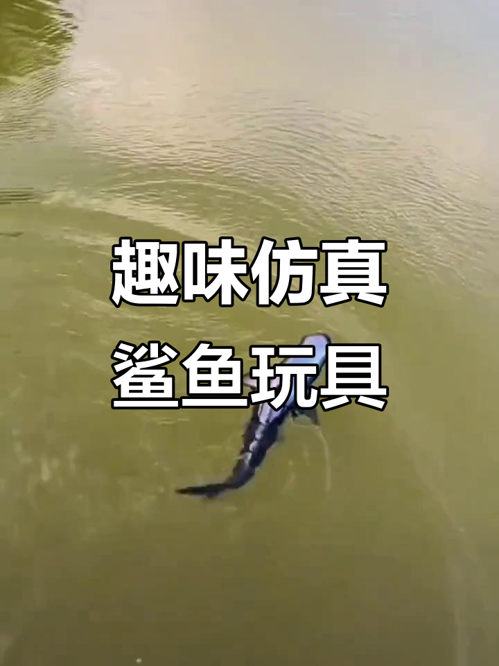 仿真鲨鱼大作战,小朋友和大朋友都爱不释手