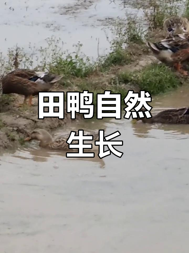 田鸭自由觅食,皮薄肉嫩,味道更纯正
