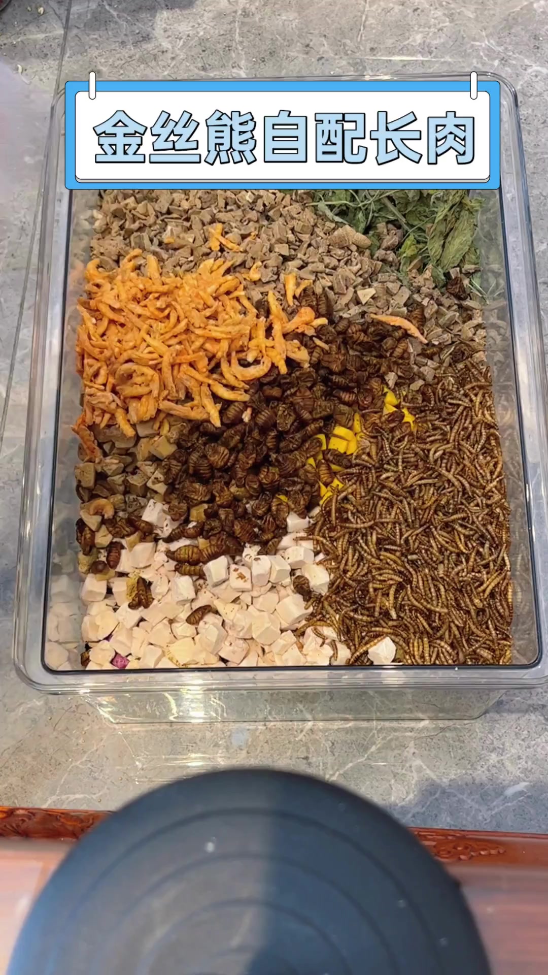 金丝熊自配长肉