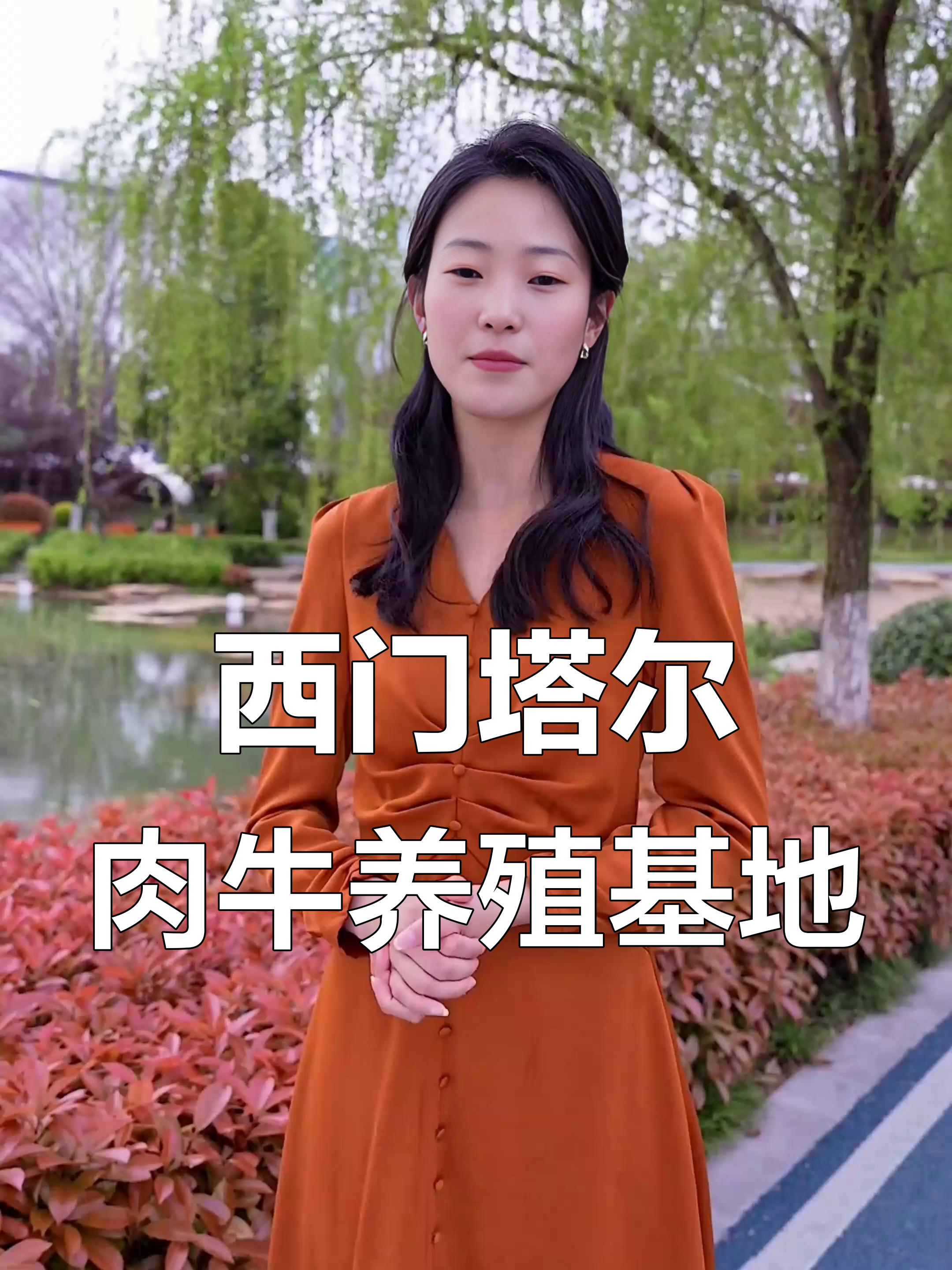 山西最大西门塔尔肉牛养殖场，700头优质小母牛等你挑